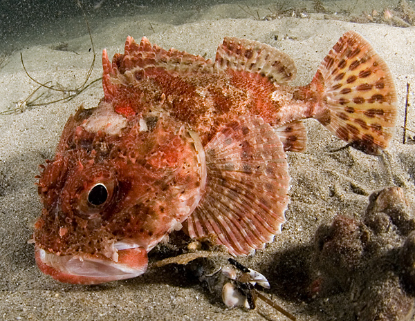 juv-scorpionfish.jpg