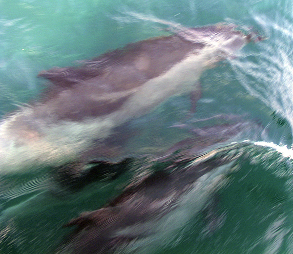 rissos-dolphins.jpg