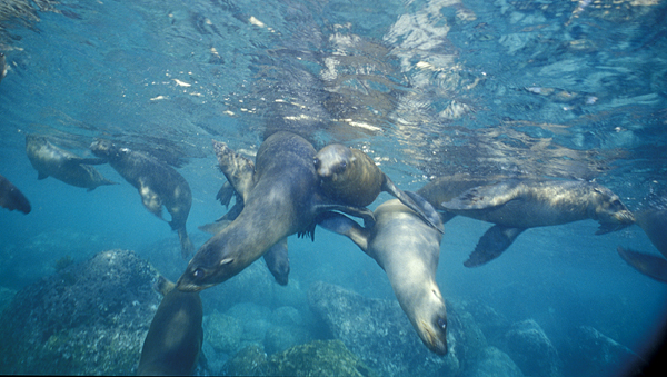 sealions.jpg