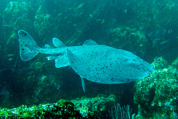 torpedo-ray.jpg