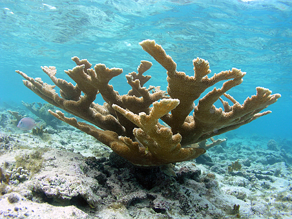 Elkhorn coral (Acropora palmata)