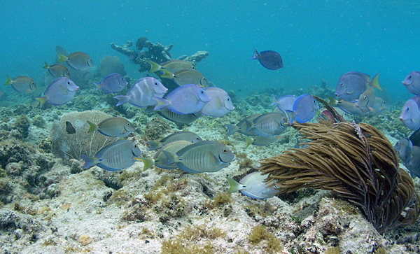 Reef fish