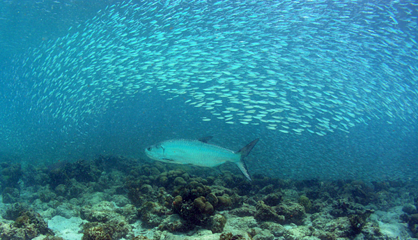 Tarpon amid the baitfish